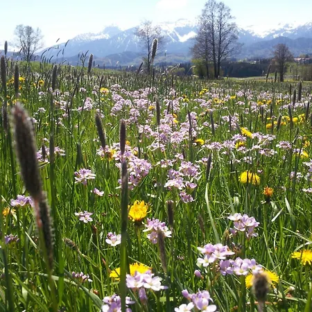 Mayr - Bergblick *
